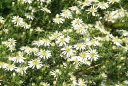 Aster vimineus  bestellen